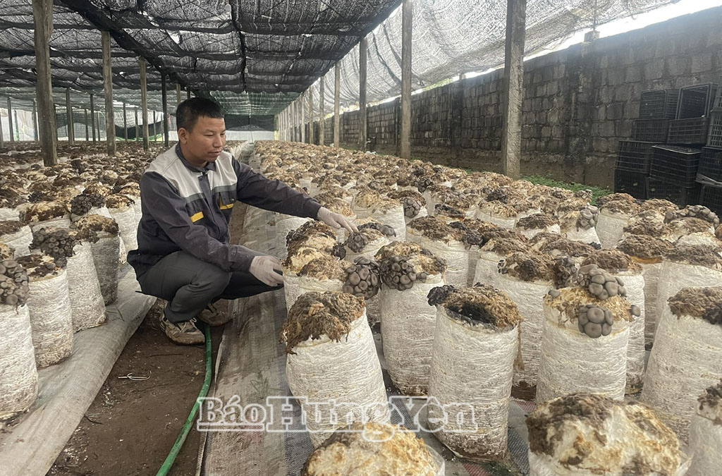 Trồng nấm cho hiệu quả cao tại HTX sản xuất dịch vụ và thương mại nông nghiệp Hưng Thái.