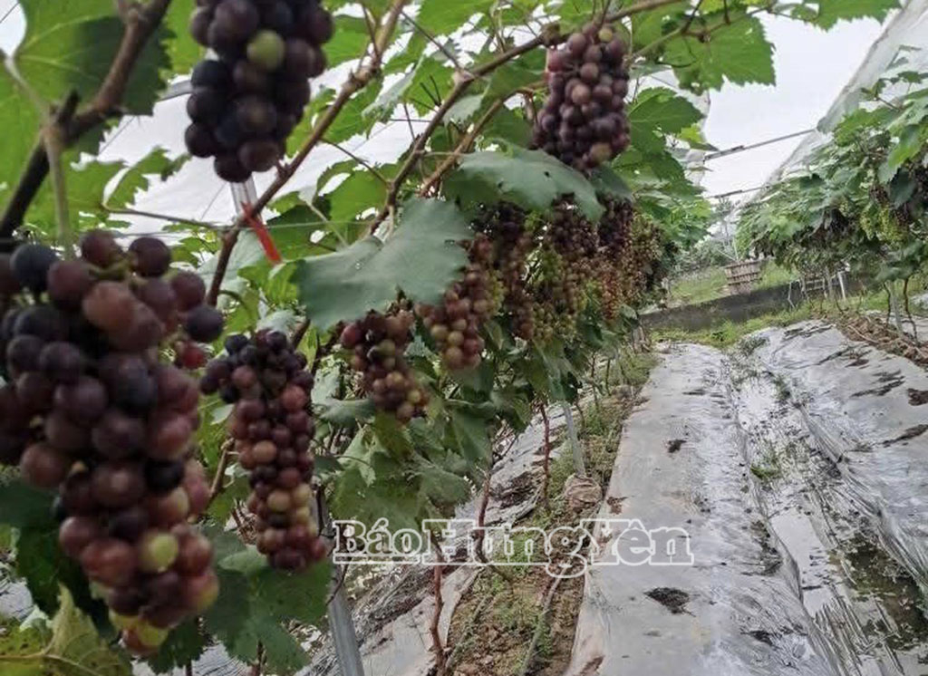 Trồng nho hạ đen tại HTX sản xuất dịch vụ và thương mại nông nghiệp Hưng Thái.