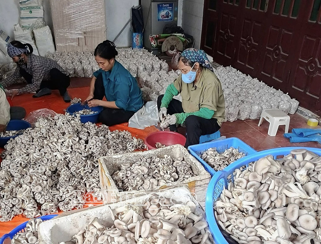 Thu hoạch nấm tại HTX sản xuất dịch vụ và thương mại nông nghiệp Hưng Thái.