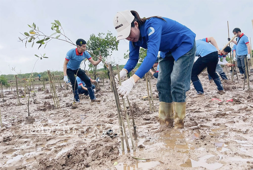 Trồng rừng tại xã Đông Thụy Anh.