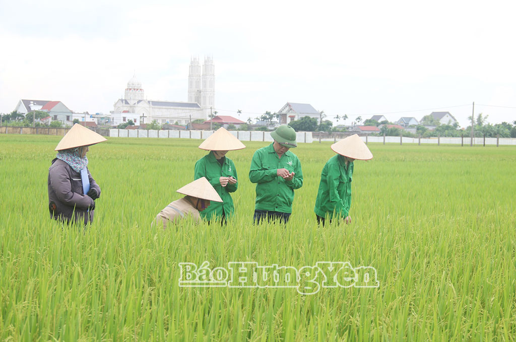 Nghiên cứu, chọn tạo giống cây trồng mới tại Viện Nghiên cứu cây trồng thuộc Công ty Cổ phần Tập đoàn ThaiBinh Seed.