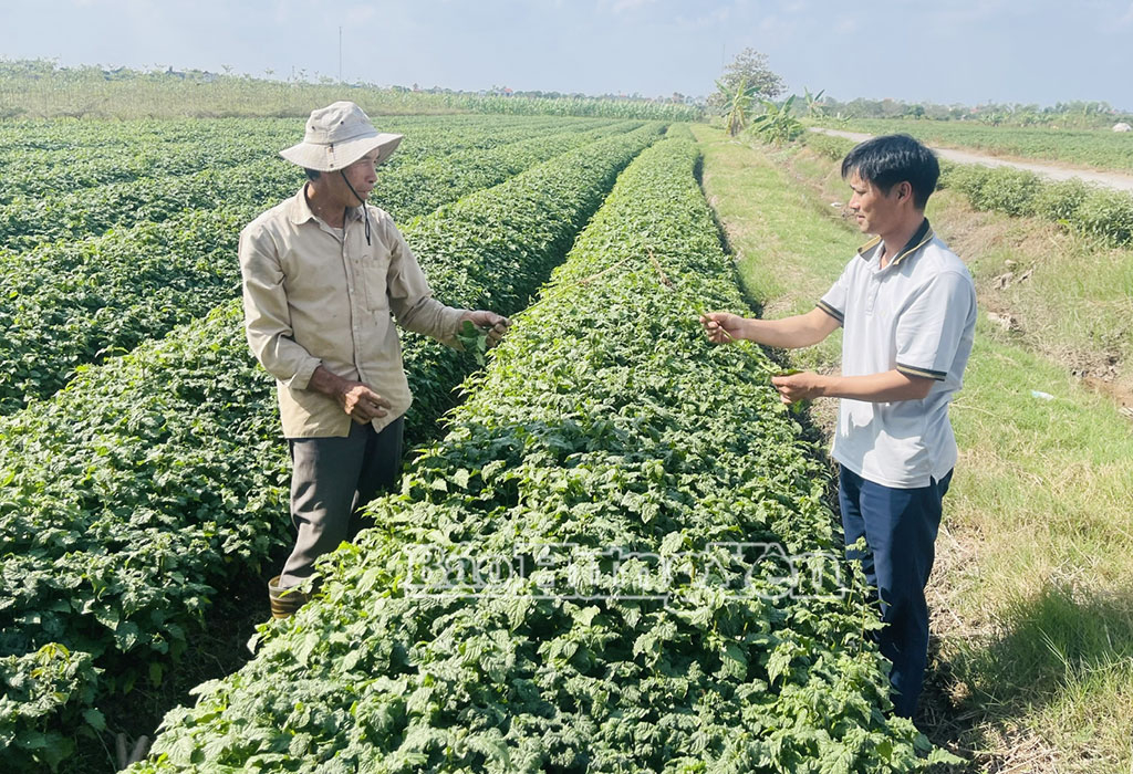 Xã Hưng Hà có 80ha trồng cây ngưu tất. 