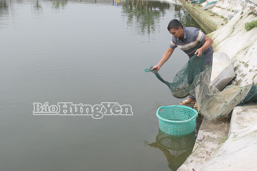 Anh Thư ở thôn Quang Xá thu hoạch tôm thẻ chân trắng.