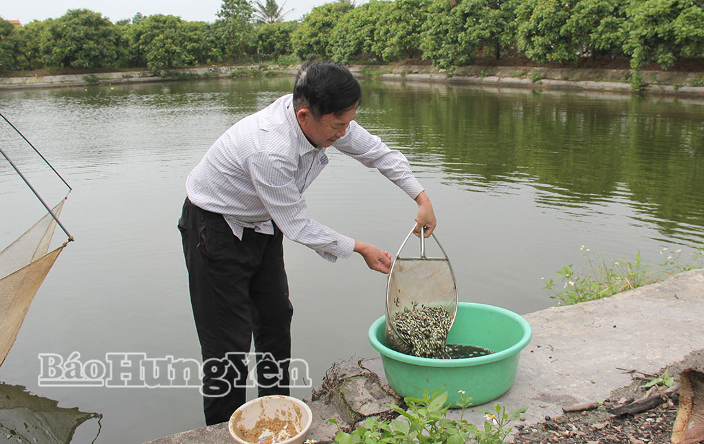 Ông Biển ở thôn Viên Quang thu hoạch cá giống.