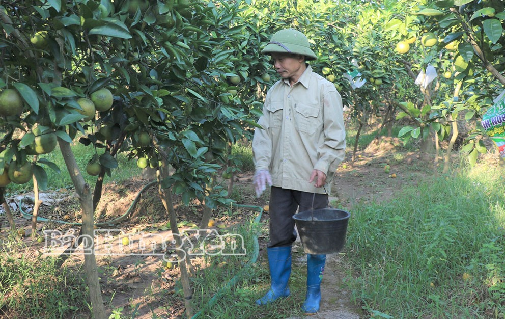 Anh Dương Văn Độ ở tổ dân phố 3, phường Hồng Châu trồng cam trên đất bãimang lại hiệu quả kinh tế cao.