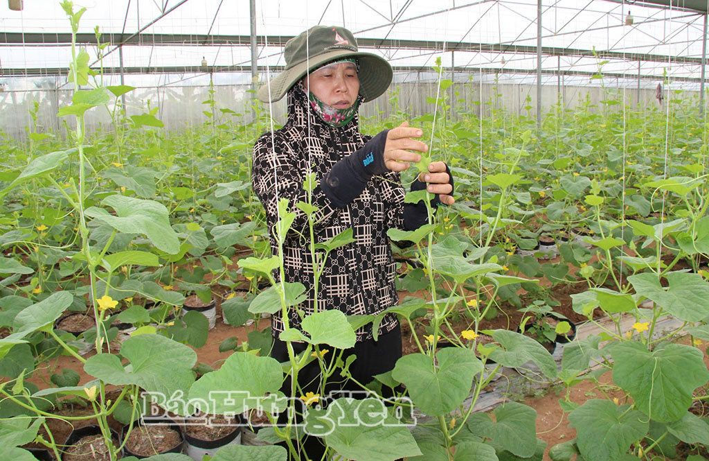 Mô hình trồng dưa lưới của chị Trần Thị Nhàn, xã Long Hưng.