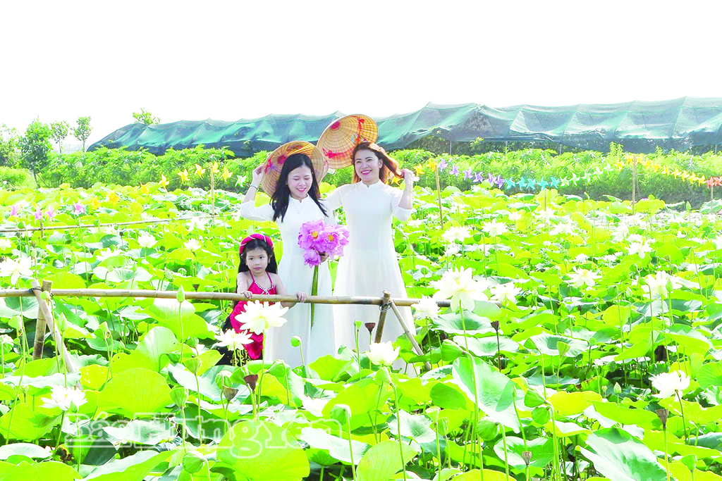 HTX Hoa sen Vân Đài thu hút nhiều du khách đến tham quan, trải nghiệm.