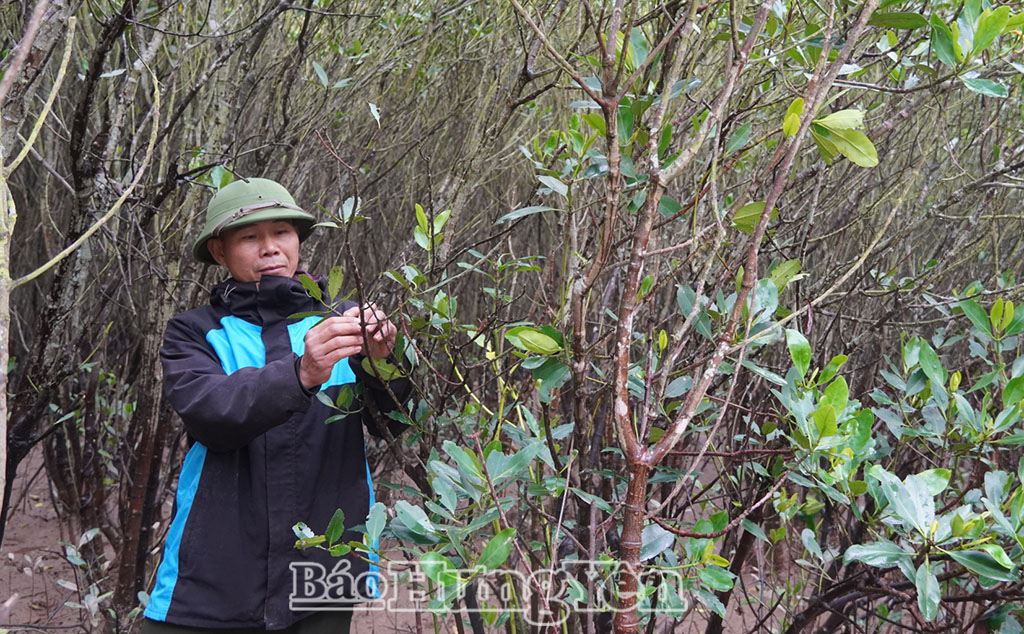 Thành viên Tổ bảo vệ rừng xã Đông Thụy Anh kiểm tra định kỳ cây vẹt trong rừng ngập mặn.