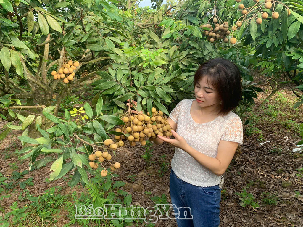 Vùng trồng nhãn được cấp mã số vùng trồng phục vụ xuất khẩu của Tổ hợp tác sản xuất và tiêu thụ nhãn lồng Hải Triều, xã Tiên Lữ.
