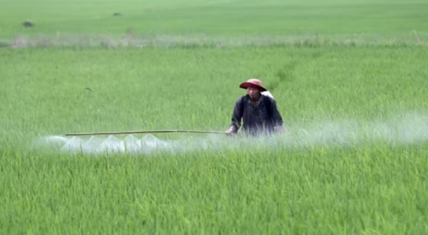 Theo dõi chặt chẽ sinh vật gây hại lúa đông xuân - Báo Hưng Yên điện tử