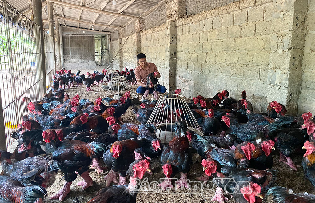 Anh Lê Quang Thắng, xã Hoàn Long nuôi gà Đông Tảo trên nền đệm lót sinh học.