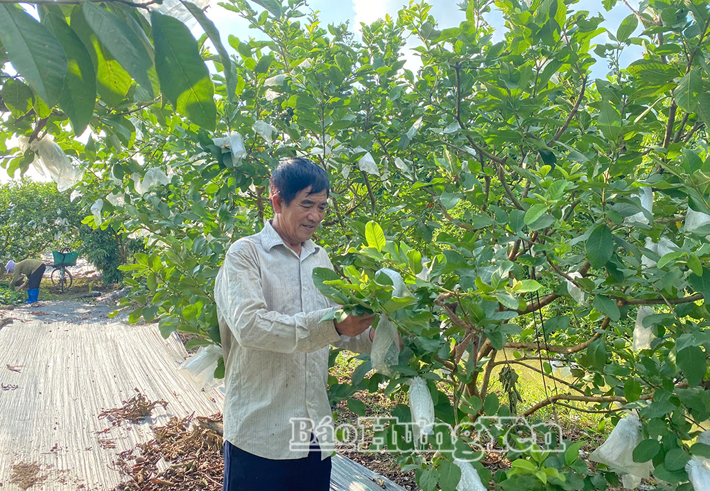 Thành viên HTX kiểm tra định kỳ, chăm sóc cây ổi.