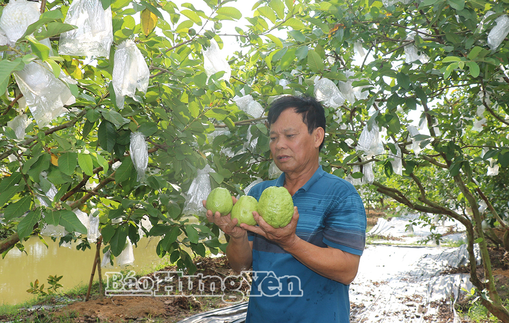 Sản phẩm ổi lê của HTX sản xuất ổi Cẩm Ninh được chứng nhận sản phẩm OCOP 3 sao.