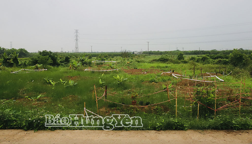 Đến ngày 27/3, xã Châu Ninh đã hoàn thành giải phóng mặt bằng 50% diện tích đất thuộc Dự án Khu phức hợp đô thị, du lịch sinh thái, sân golf Khoái Châu.