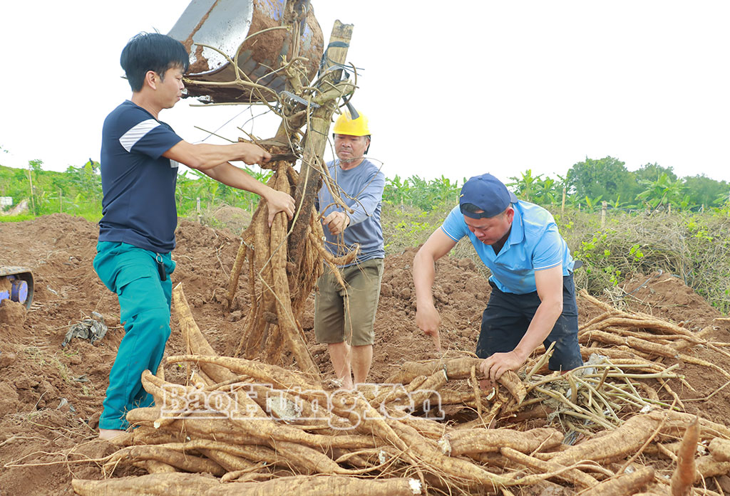 Anh Nguyễn Đức Anh (đứng thứ nhất từ trái sang) dự kiến vụ đầu tiên này có thể thu được khoảng 65 tấn củ sắn dây tươi.