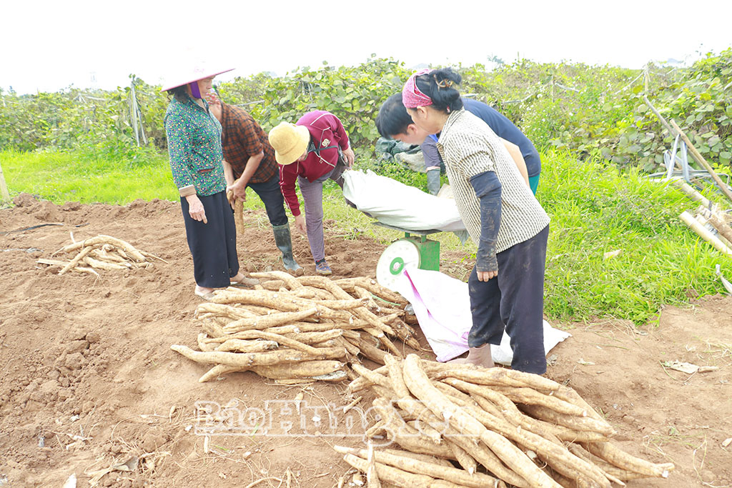 Nhiều thương lái tới tận vườn chọn mua củ sắn dây của anh Nguyễn Đức Anh.
