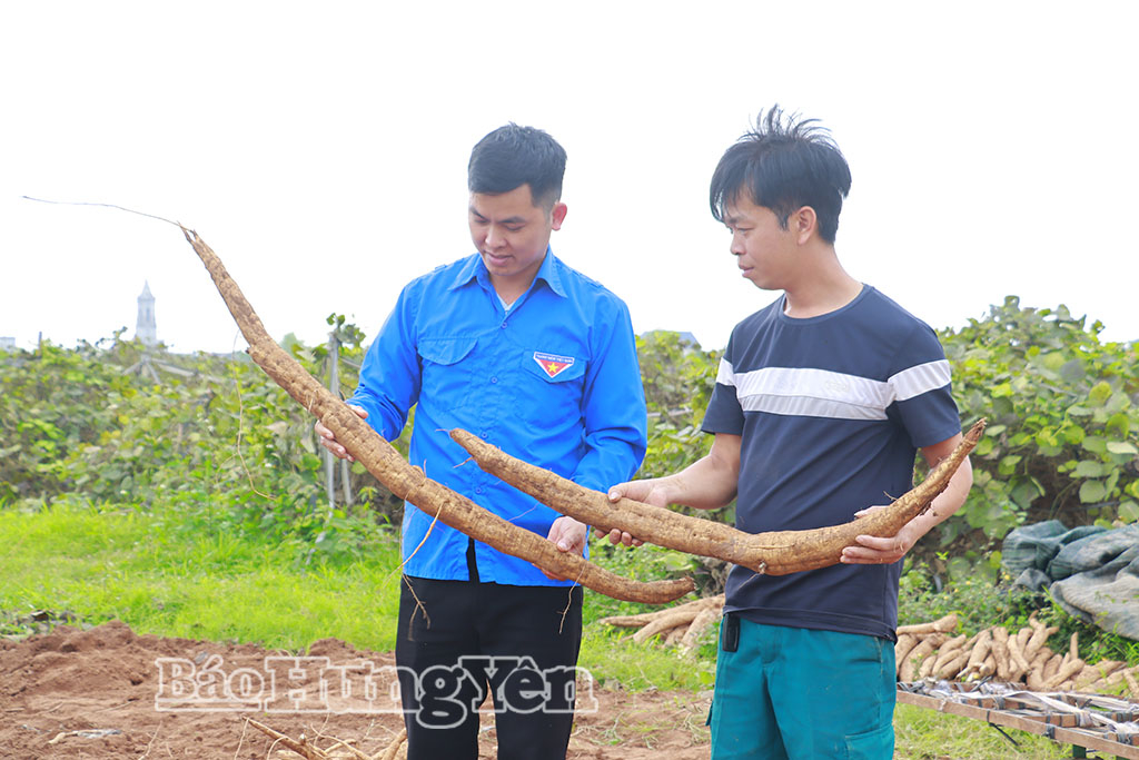 Với hiệu quả bước đầu cây sắn dây mang lại, thanh niên Nguyễn Đức Anh đã thành công 