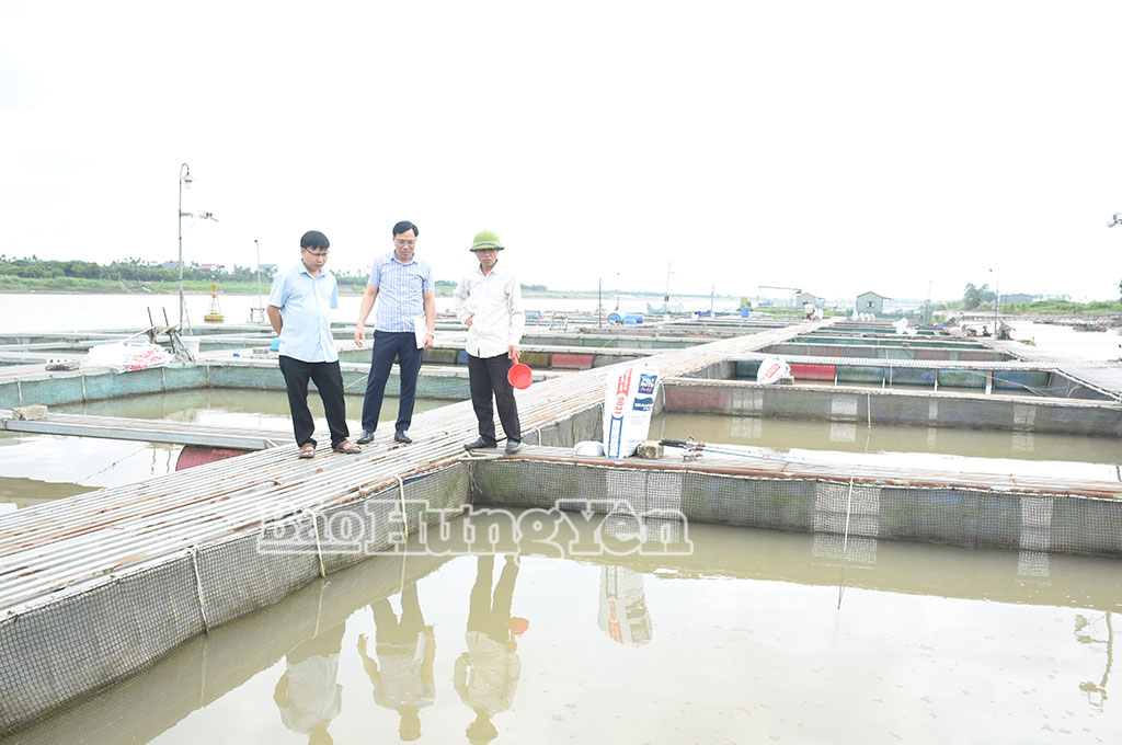 Mô hình nuôi cá lồng trên sông của ông Nguyễn Văn Tuy, thôn Tân Mỹ, xã Ngọc Lâm.