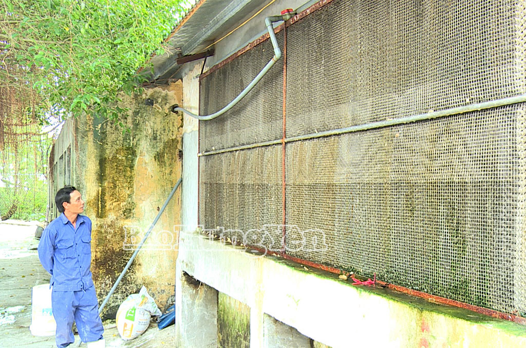 Hệ thống giàn lạnh tự động tiết kiệm năng lượng làm mát chuồng chăn nuôi của ông Phạm Bá Vang, phường Thái Bình.