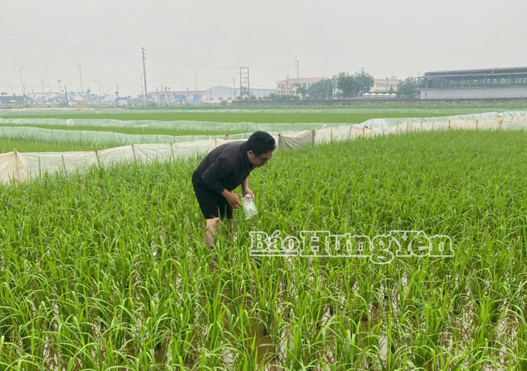 Cán bộ Trạm Kỹ thuật nông nghiệp cơ sở Quỳnh Phụ kiểm tra tình hình sâu bệnh trên đồng ruộng.