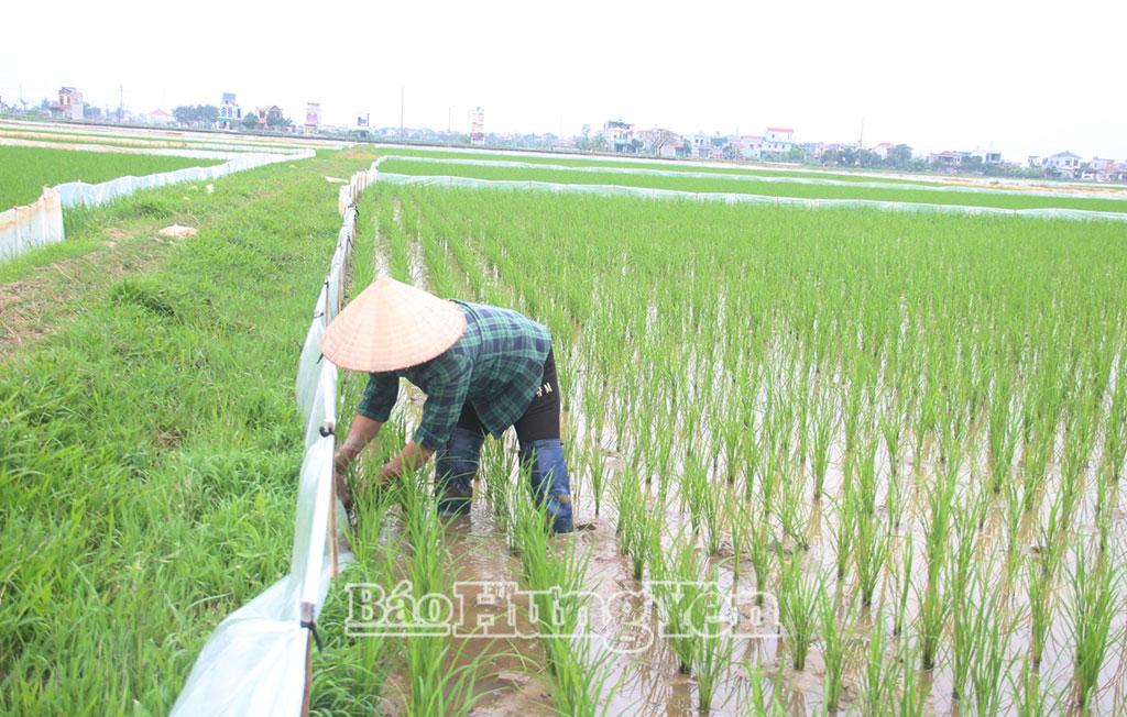 Thời điểm này, bà Đỗ Thị Chanh, xã Bắc Đông Hưng thường xuyên thăm đồng kịp thời phát hiện sâu, bệnh, chuột hại lúa xuân.