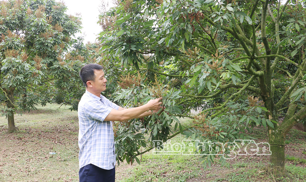 Anh Trần Văn Khải (thôn Mai Xá, xã Tiên Hoa) kiểm tra nhãn ra hoa.