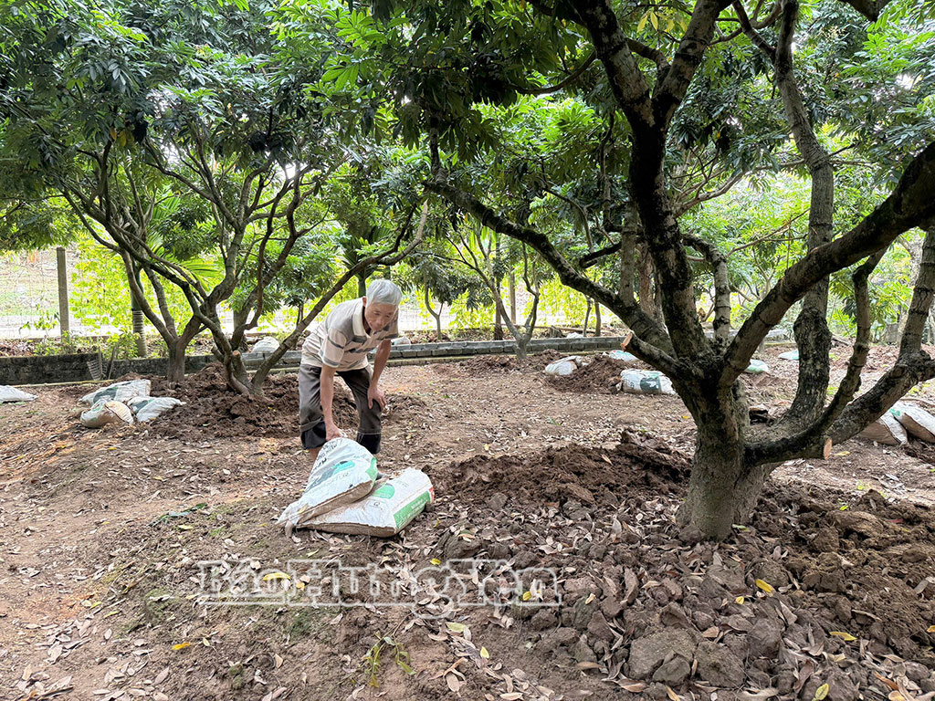 Nông dân thôn Nễ Châu, xã Tân Hưng chuẩn bị bón phân cho vườn nhãn.
