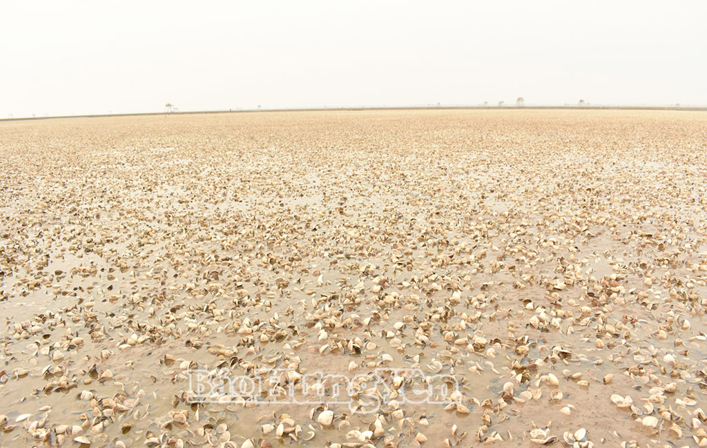 Ngao đến ngày xuất bán bị chết trắng trên bãi cát.