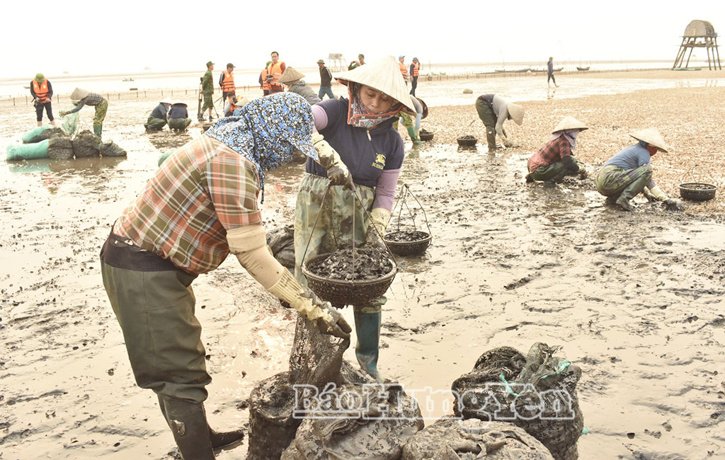 Người dân bỏ vỏ ngao chết vào bao lưới để mang lên bờ chôn lấp.
