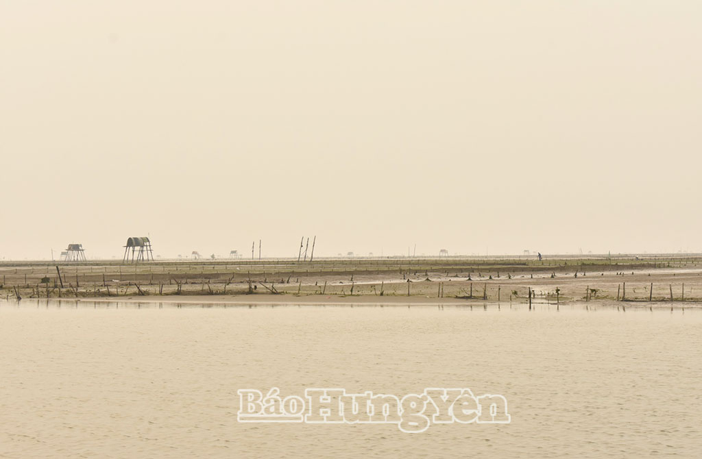 Xã Nam Cường có hơn 1.080 ha bãi triều nuôi ngao.