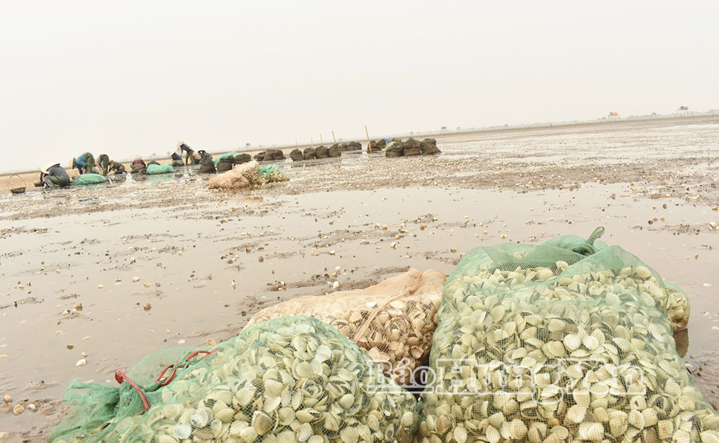 Những bao vỏ ngao bị chết.