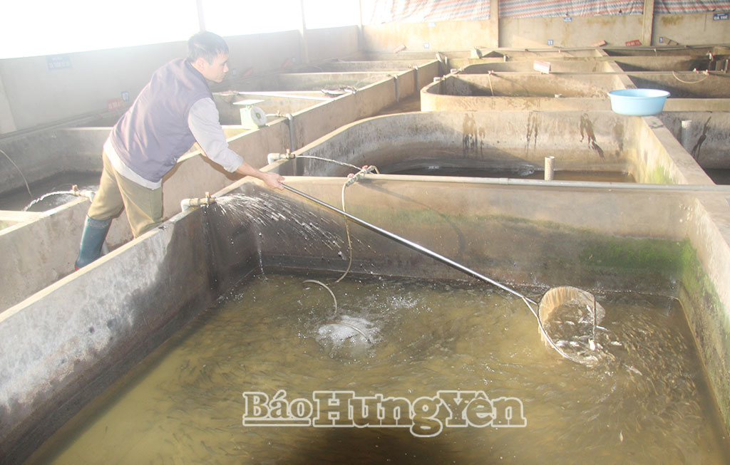 Các cơ sở ương, dưỡng cá giống trên địa bàn tỉnh chuẩn bị nguồn cá giống chất lượng cung cấp cho nông dân.