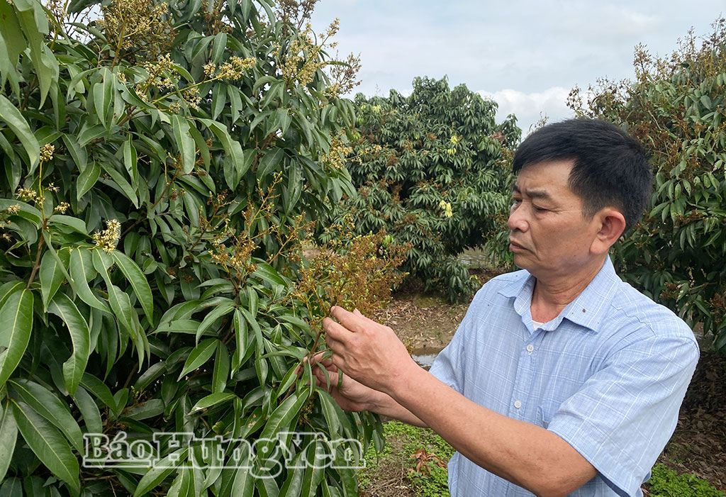 Nông dân thôn Tam Đa kiểm tra tình hình sâu, bệnh gây hại trên cây vải giai đoạn quả non.