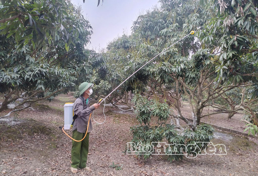 Nông dân xã Tống Trân phun thuốc phòng trừ sâu, bệnh gây rụng quả non ở cây vải.