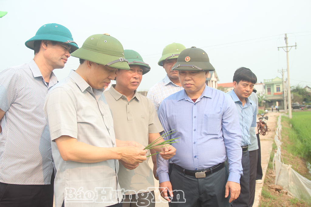 Đồng chí Phó Chủ tịch UBND tỉnh Lại Văn Hoàn kiểm tra tình hình sâu, bệnh hại lúa xuân tại xã Quang Lịch.