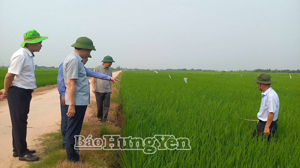 Đồng chí Phó Chủ tịch UBND tỉnh Lại Văn Hoàn kiểm tra, chỉ đạo công tác phòng, trừ sâu, bệnh hại lúa xuân tại xã Lê Lợi.