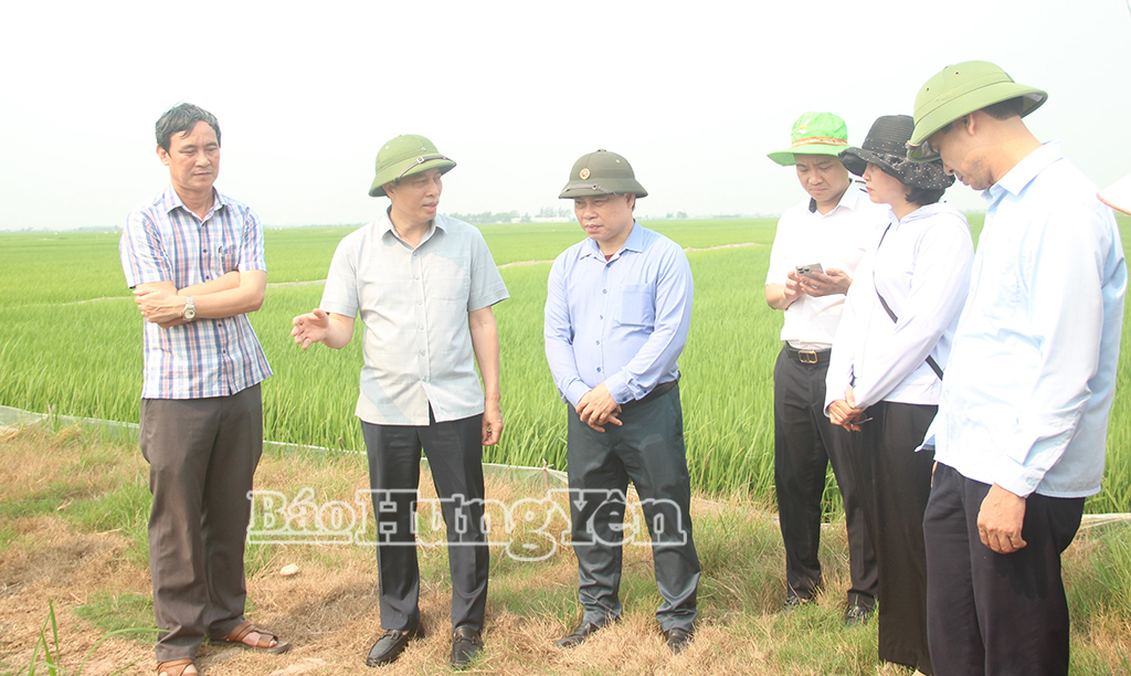 Đồng chí Phó Chủ tịch UBND tỉnh Lại Văn Hoàn kiểm tra, chỉ đạo công tác phòng, trừ sâu bệnh hại lúa xuân tại xã Đồng Châu.