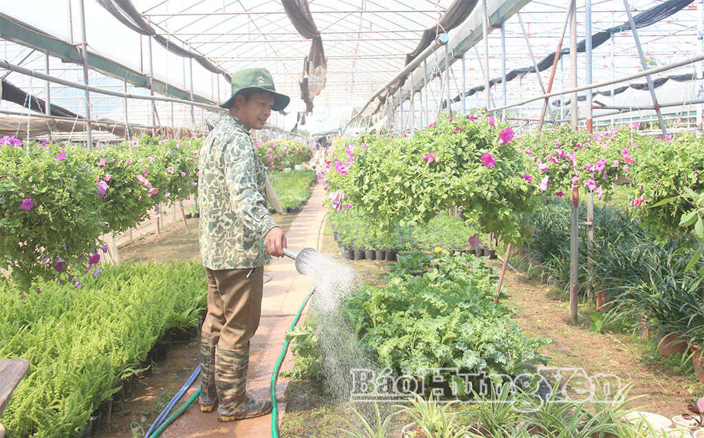 Nông dân xã Phụng Công chăm sóc hoa, cây cảnh.