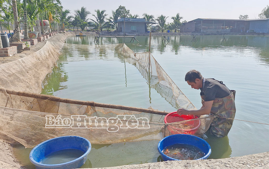 Ông Trần Văn Thuật, thôn Vinh Hoa, xã Nam Tiên Hưng kiểm tra sinh trưởng, phát triển của cá cảnh.