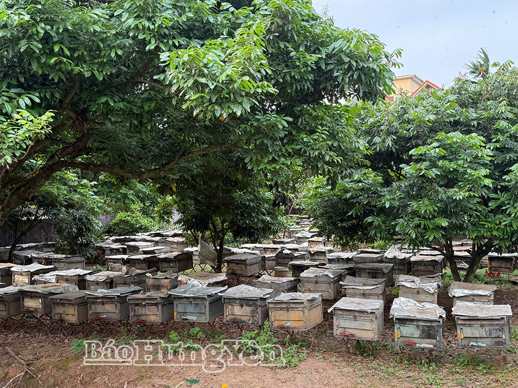 Thùng đựng ong được đặt dưới gốc cây nhãn để ong có thể dễ dàng đi lấy mật.