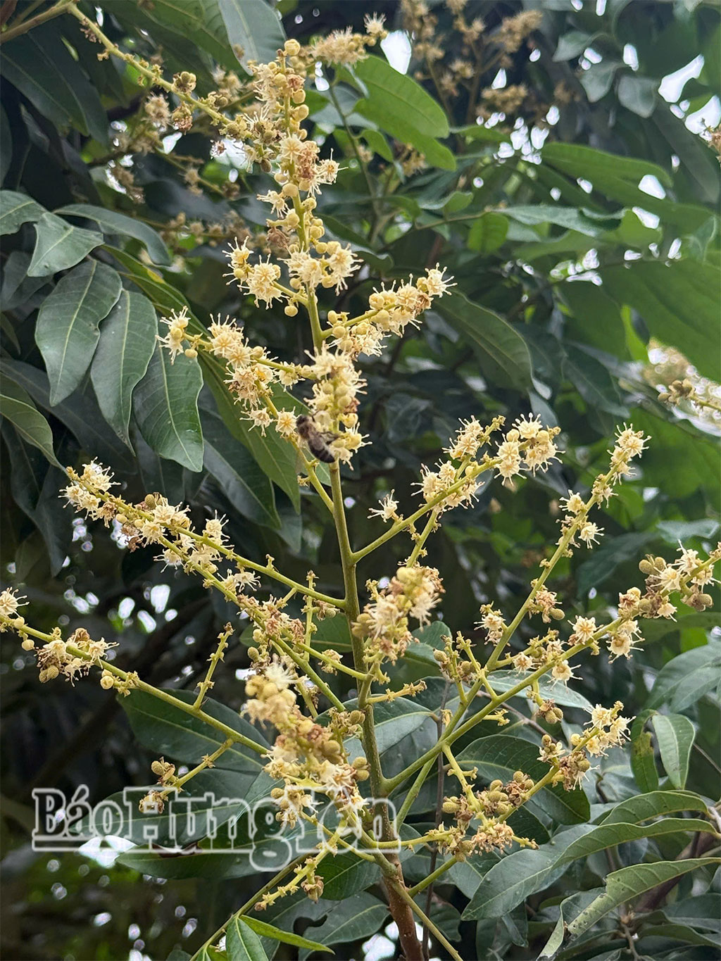 Ong lấy mật, thụ phấn cho hoa nhãn.