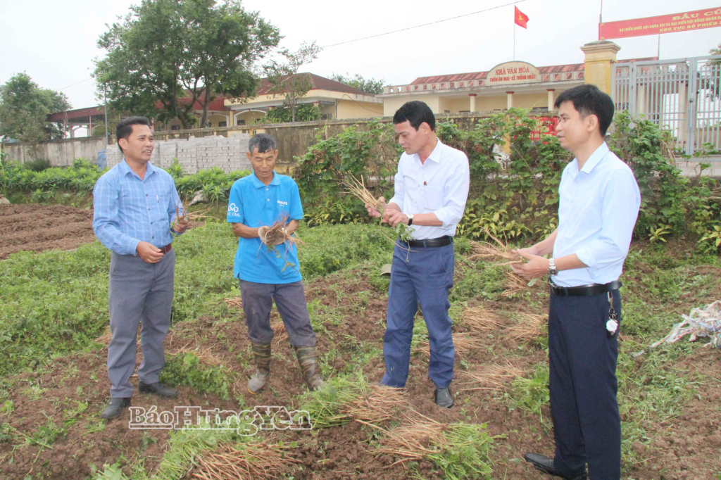 Xã Hưng Hà hướng đến mục tiêu xây dựng sản phẩm cây ngưu tất là sản phẩm OCOP.