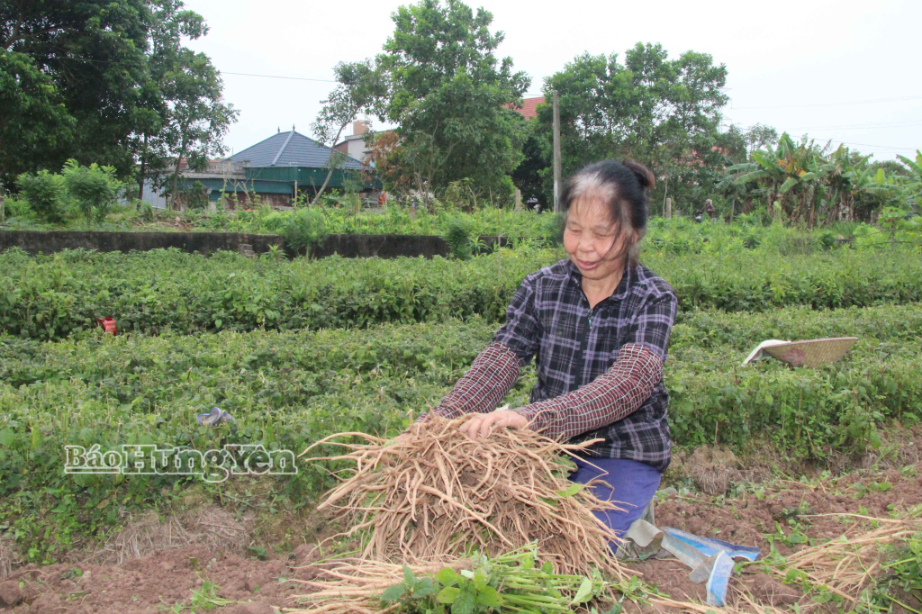 Người dân xã Hưng Hà khẩn trương thu hoạch cây ngưu tất.