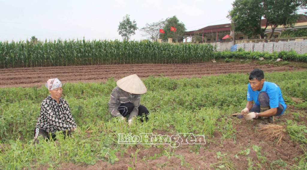 Gia đình ông Nguyễn Văn Tỉnh, thôn An Mai gieo trồng 6 sào cây ngưu tất.