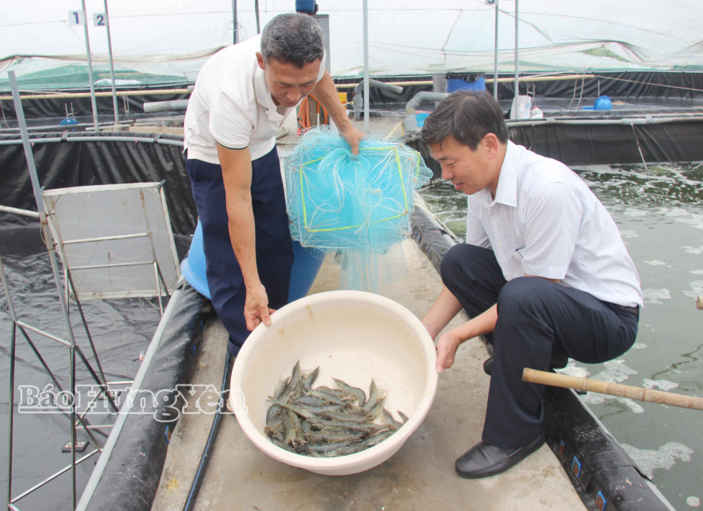 Ông Giang Văn Triệu, thôn Nam Hải, xã Đông Thái Ninh kiểm tra sự phát triển của tôm theo mô hình công nghệ cao.