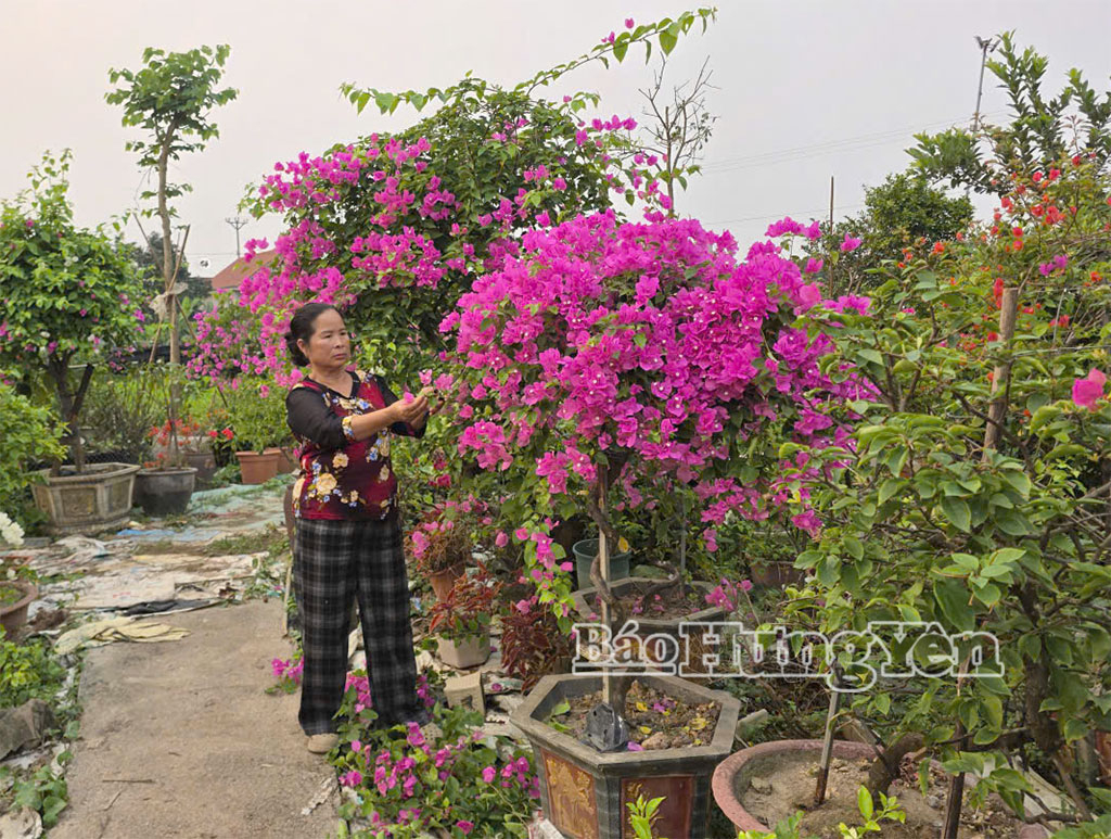 Chị Phạm Thị Hà làm giàu từ trồng hoa, cây cảnh.