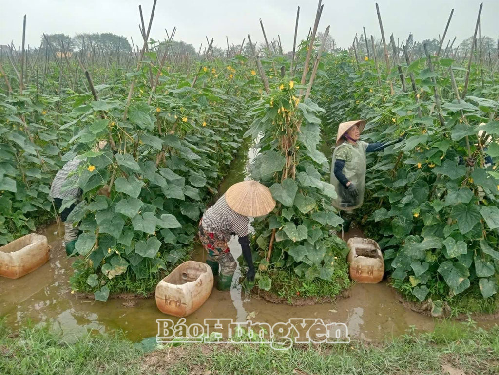 Nông dân xã Đoàn Đào tăng thu nhập từ trồng cây màu vụ xuân.
