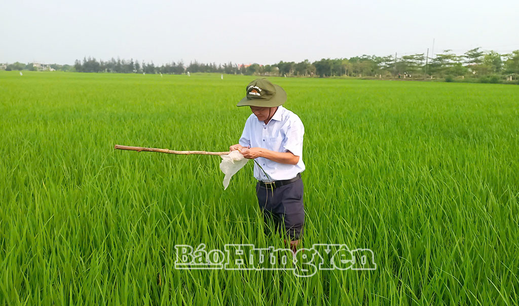Cán bộ Trạm Kỹ thuật nông nghiệp cơ sở Kiến Xương - Thái Thụy kiểm tra sâu bệnh hại lúa xuân.
