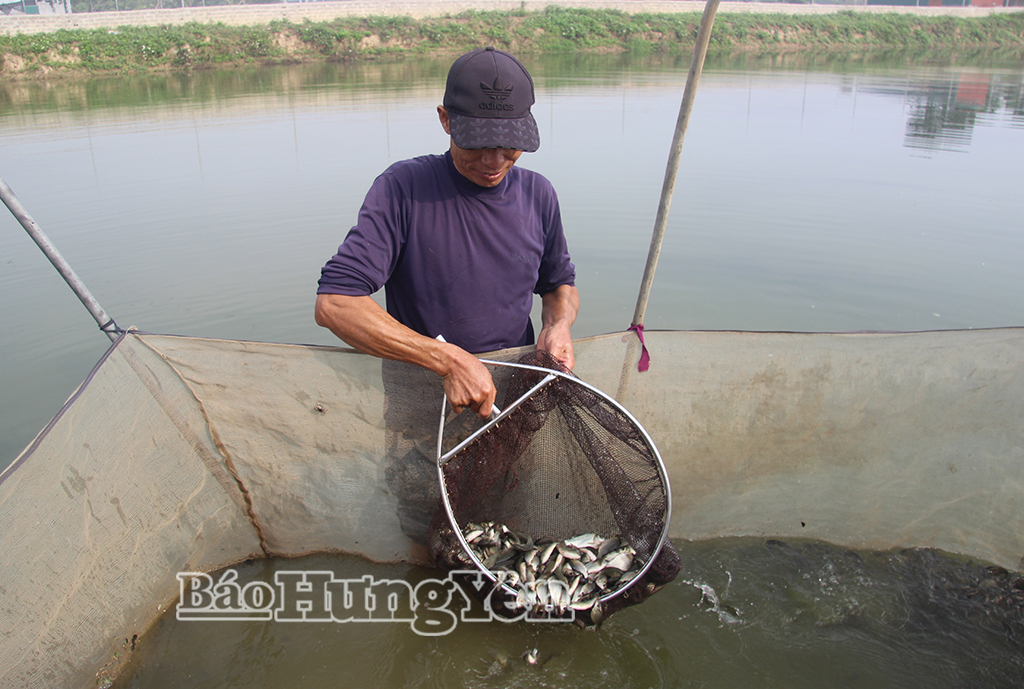 Hộ dân xã Quang Hưng tập trung xuống giống thủy sản vụ xuân hè.
