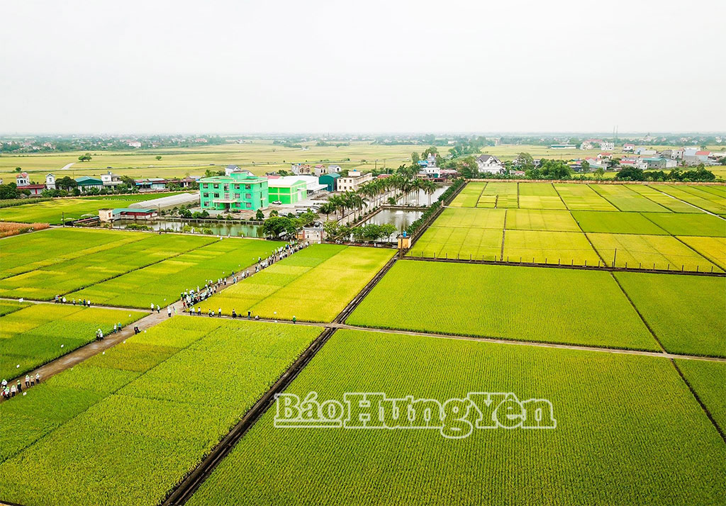 Viện Nghiên cứu cây trồng của Công ty Cổ phần Tập đoàn ThaiBinh Seed.